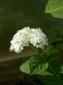 foto Gartenblumen Glatte Hydrangea, Wild Hydrangea, Sevenbark, Hydrangea arborescens weiß