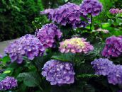 photo Garden Flowers Common hydrangea, Bigleaf Hydrangea, French Hydrangea, Hydrangea hortensis lilac