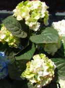 photo Garden Flowers Common hydrangea, Bigleaf Hydrangea, French Hydrangea, Hydrangea hortensis green