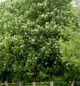 photo Garden Flowers Horse Chestnut, Conker Tree, Aesculus hippocastanum white