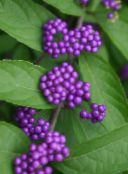照片 园林花卉 美莓, Callicarpa 紫丁香
