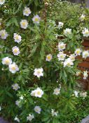 foto Gartenblumen Buschwindröschen, Anemone Baum, Carpenteria weiß