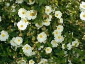 foto Gartenblumen Zistrose, Sonne, Cistus weiß