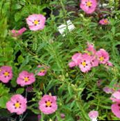 foto Gartenblumen Zistrose, Sonne, Cistus rosa