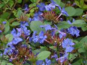 dark blue Leadwort, Hardy Blue Plumbago