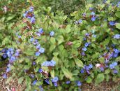 photo Garden Flowers Leadwort, Hardy Blue Plumbago, Ceratostigma dark blue