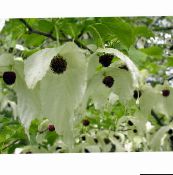 foto Gartenblumen Taubenbaum, Geisterbaum, Taschentuch-Baum, Davidia involucrata weiß