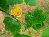 foto Gartenblumen Tulpenbaum, Gelbe Pappel, Tulpe Magnolie, Whitewood, Liriodendron tulipifera gelb