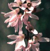 foto Gartenblumen Weiß Forsythie, Koreanische Abelia, Abeliophyllum distichum rosa