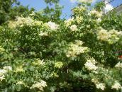 foto Gartenblumen Syringa Amurensis weiß