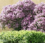 foto Gartenblumen Ungarisch Lila, Syringa josikaea flieder