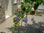 foto Gartenblumen Tautropfen Golden, Himmel Blume, Taube Berry, Duranta erecta, Duranta plumieri blau