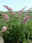 pink Butterfly Bush, Summer Lilac