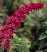 foto Gartenblumen Schmetterlingsstrauch, Sommerflieder, Buddleia rot