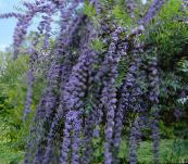 foto Gartenblumen Schmetterlingsstrauch, Sommerflieder, Buddleia hellblau