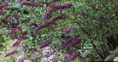 照片 园林花卉 蝴蝶布什，夏季紫丁香, Buddleia 紫