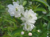 foto Gartenblumen Cerasus Grandulosa weiß