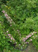 photo Garden Flowers Cerasus grandulosa pink