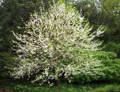 photo Garden Flowers Silverbell, Snowdrop tree, , Halesia white