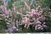 photo Garden Flowers Tamarisk, Athel tree, Salt Cedar, Tamarix pink