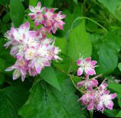 foto Gartenblumen Deutzia rosa