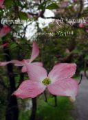 foto Gartenblumen Asiatischer Blüten-Hartriegel, Hartriegel Chinesisch, Japanisch Hartriegel, Cornus-kousa rosa