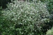 foto Gartenblumen Waxflower, Jamesia americana weiß