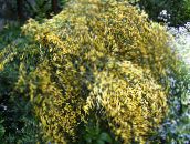 foto Gartenblumen Scotch Besen, Broomtops, Gemeinsame Besen, Besen European, Irische Besen, Sarothamnus gelb