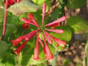 foto Gartenblumen Geißblatt, Lonicera-brownie rot