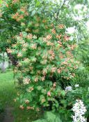 foto Gartenblumen Geißblatt, Lonicera-brownie rot