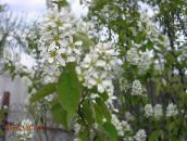 foto Gartenblumen Shadbush, Felsenbirne, Amelanchier weiß