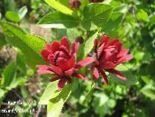 foto Gartenblumen Süß Strauch, Carolina Piment, Erdbeere Strauch, Bubby Busch, Süß Betsy, Calycanthus rot