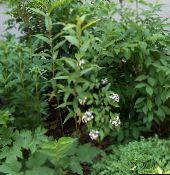 foto Gartenblumen Weiß Forsythie, Koreanische Abelia, Abelia coreana weiß