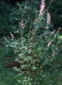 photo Garden Flowers Sweet pepper bush, Summersweet, Clethra pink