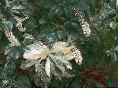 photo Garden Flowers Sweet pepper bush, Summersweet, Clethra white