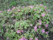 foto Gartenblumen Arktischen Himbeere, Brombeere Arctic, Rubus-arcticus rosa