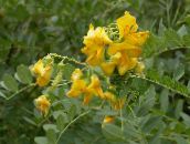 photo Garden Flowers Bladder senna, Colutea yellow