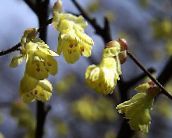 foto Gartenblumen Winterhaselnussstrauch, Corylopsis gelb