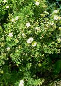 photo Garden Flowers Cinquefoil, Shrubby Cinquefoil, Pentaphylloides, Potentilla fruticosa yellow