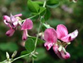 foto Gartenblumen Strauch Buschklee, Lespedeza rosa