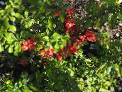 foto Gartenblumen Blühenden Quitte, Chaenomeles-maulei rot