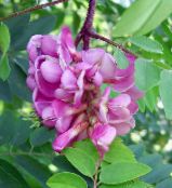 foto Gartenblumen Falsche Acaciaia, Robinia-pseudoacacia rosa