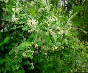 photo Garden Flowers Oleaster, Cherry Silverberry, Goumi, Silver Buffaloberry, Elaeagnus white