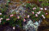 photo Garden Flowers Trailing azalea, Alpine Azalea, Loiseleuria pink