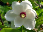 foto Gartenblumen Magnolie, Magnolia weiß
