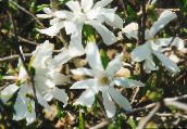 foto Gartenblumen Magnolie, Magnolia weiß
