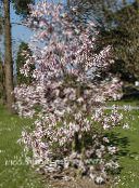 foto Gartenblumen Magnolie, Magnolia rosa