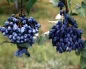 photo Garden Flowers Oregon Grape, Oregon Grape Holly, Holly-leaved Barberry, Mahonia dark blue
