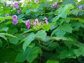 foto Gartenblumen Violett-Blühende Himbeere, Thimbleberry, Rubus rosa