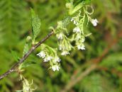 photo Garden Flowers Indian Plum, Oso Berry, Bird Cherry, Osmaronia, Oemleria cerasiformis white